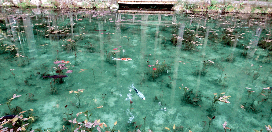 【モネの池】 名もなき池（通称：モネの池）｜観光スポット｜岐阜県観光公式サイト