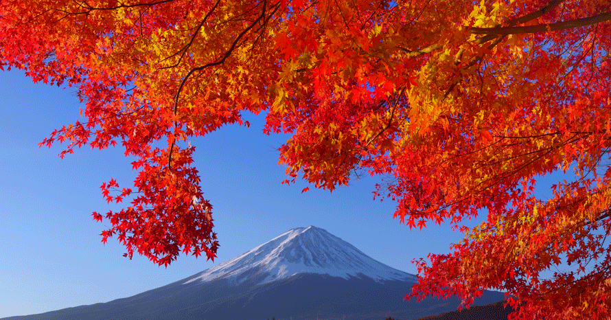 毎年大好評！河口湖畔の紅葉まつりで、もみじ回廊をくぐろう 山梨県