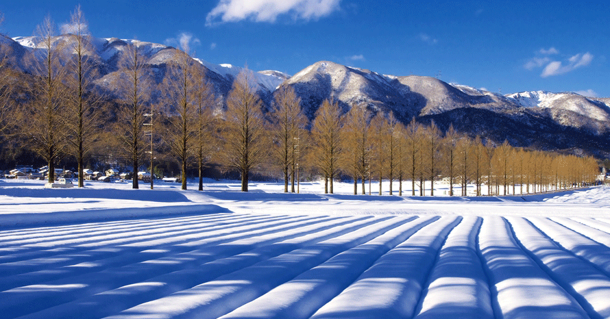 雪に彩られた幻想的な世界へ！約2.4km続くメタセコイアの並木道 滋賀県
