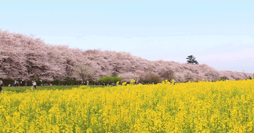 ピンクと黄色のコントラストが鮮やか！幸手権現堂桜堤のお花見へ出かけ
