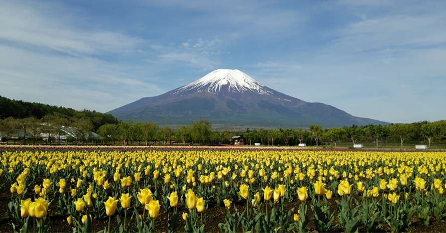 チューリップと富士山のコラボレーションを堪能 花の公園へ出かけよう 山梨県山中湖村 トヨタ自動車のクルマ情報サイト Gazoo