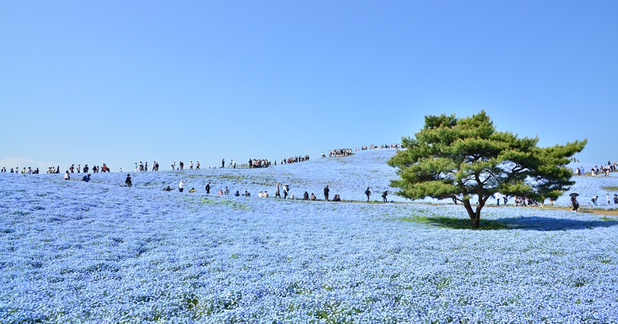 ネモフィラの青い絨毯やチューリップが楽しめる！広大な公園へドライブ