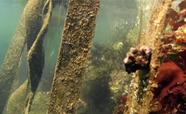 シートベルトの画期的リユース！　山形・酒田の海で海藻を再現