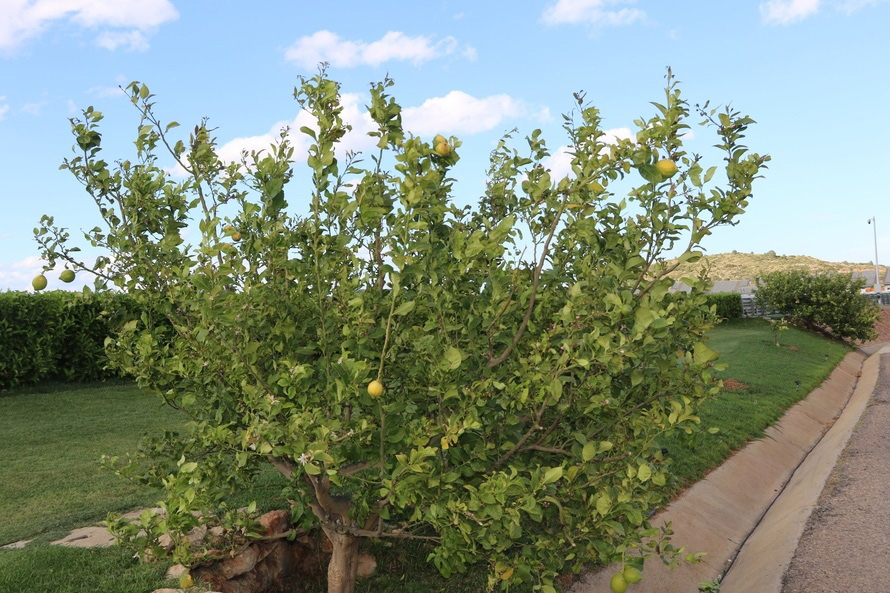 コースサイドに植えられたレモンの木