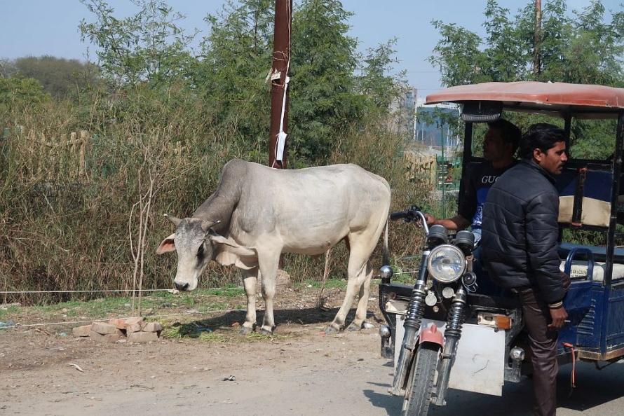 道の真ん中を牛が闊歩しているって本当なの インドの道路事情をウォッチング2020 トヨタ自動車のクルマ情報サイト Gazoo