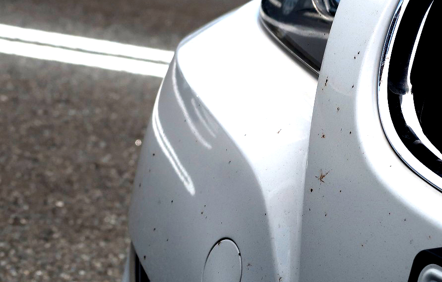 クルマに関する夏の悩み 車体にこびりつく虫汚れはどう落とす どう防ぐ トヨタ自動車のクルマ情報サイト Gazoo