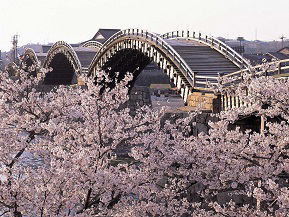 桜と木造橋が魅せる、これぞ日本の伝統美！錦帯橋へドライブ　山口県岩国市