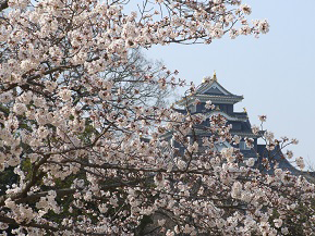 桜の庭園から岡山城を望む！日本三名園・岡山後楽園へドライブ　岡山県岡山市