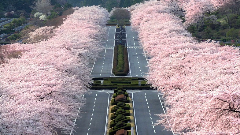山里の春を彩る満開の桜並木は圧巻 富士霊園へドライブ 静岡県小山町 トヨタ自動車のクルマ情報サイト Gazoo