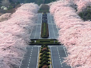 山里の春を彩る満開の桜並木は圧巻！富士霊園へドライブ　静岡県小山町