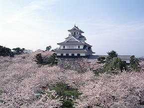 長浜城の展望台から眺める「桜の海」！豊公園へドライブ　滋賀県長浜市
