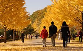 黄金色に輝くイチョウ並木が美しい秩父ミューズパークへ　埼玉県秩父市