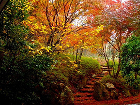 色づく紅葉と星のまつり、星野村で秋を満喫　福岡県星野村
