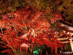 紅葉めぐりやみかん狩り、秋の南房総をドライブ　千葉県南房総市