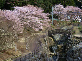 桜まつりが新たに開催される秘窯の里、春の大川内山をドライブ　佐賀県伊万里市