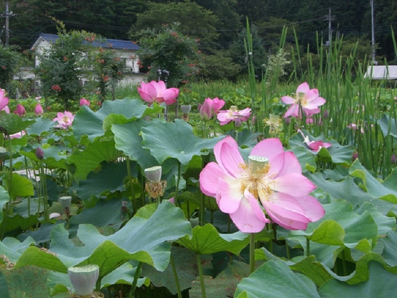 幻想的な花ハスや飛び交うホタルに出会うドライブ 埼玉県秩父市 トヨタ自動車のクルマ情報サイト Gazoo