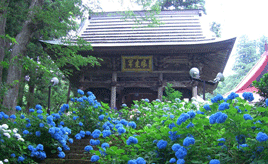風情あるあじさい寺や舞い飛ぶホタルを観賞する、初夏のドライブ　長野県飯山市