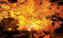 ライトアップされた大イチョウと人気の温泉郷へ秋のドライブ　熊本県小国町