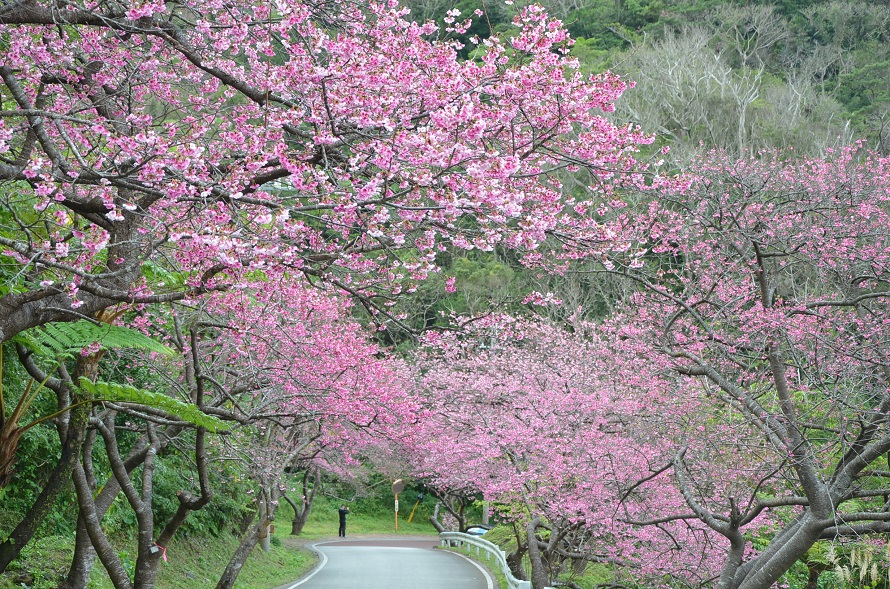 春を先取り 早咲きの桜を愛でる もとぶ八重岳桜まつり へドライブ 沖縄県本部町 トヨタ自動車のクルマ情報サイト Gazoo
