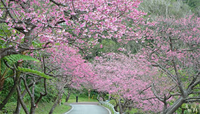 春を先取り！早咲きの桜を愛でる「もとぶ八重岳桜まつり」へドライブ　沖縄県本部町