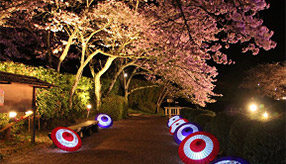 息をのむ幽玄の世界！光の中の石舞台古墳へ夜桜観賞ドライブ　奈良県明日香村