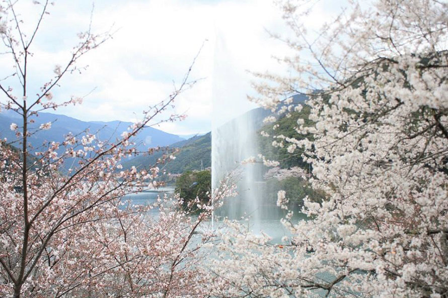 「一万本桜」と呼ばれる市房ダム湖の桜。ダム湖に映える満開の桜が美しい。