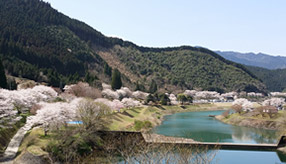 「一万本桜」は見ごたえあり！桜観賞と奥球磨どんぶりを堪能するドライブ　熊本県水上村