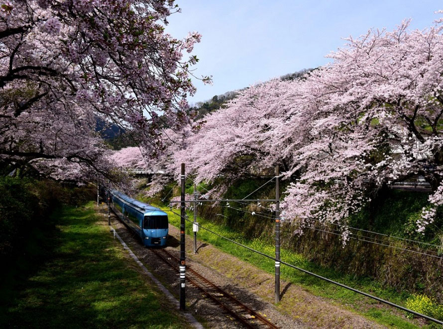 桜まつりや信玄のかくし湯へ 春のお花見ドライブ 神奈川県山北町 トヨタ自動車のクルマ情報サイト Gazoo