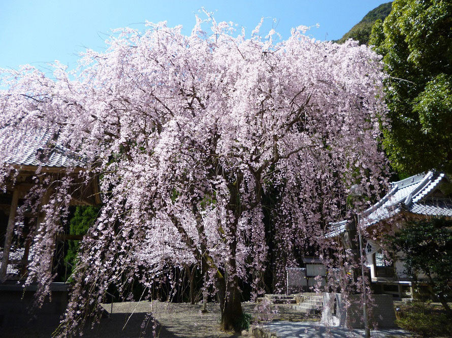 譲り受けた苗木が咲かせるしだれ桜 注目の桜スポットへドライブ 佐賀県伊万里市 トヨタ自動車のクルマ情報サイト Gazoo