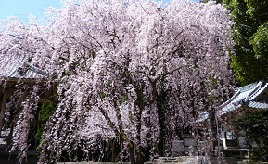 譲り受けた苗木が咲かせるしだれ桜！注目の桜スポットへドライブ　佐賀県伊万里市