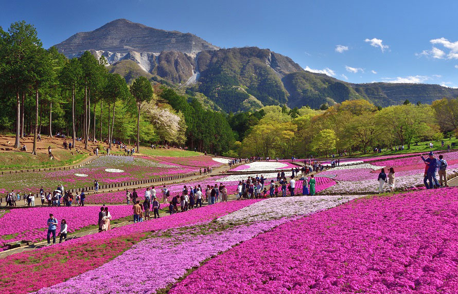 まさに花のじゅうたん 色鮮やかな芝桜の丘へドライブ 埼玉県秩父市 トヨタ自動車のクルマ情報サイト Gazoo