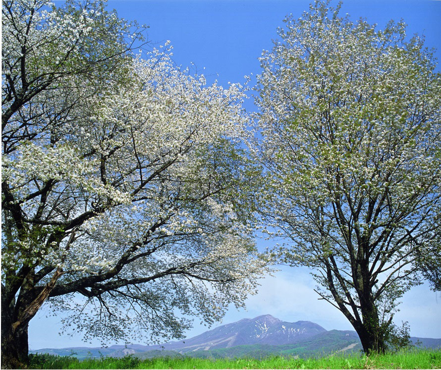 田沢湖畔では桜、ソメイヨシノが咲く。例年5月上旬から中旬にかけて開花。