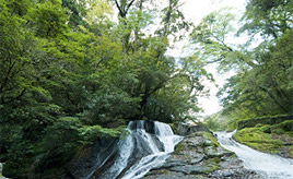 2年ぶりに一般公開！新緑まぶしい菊池渓谷へドライブ　熊本県菊池市