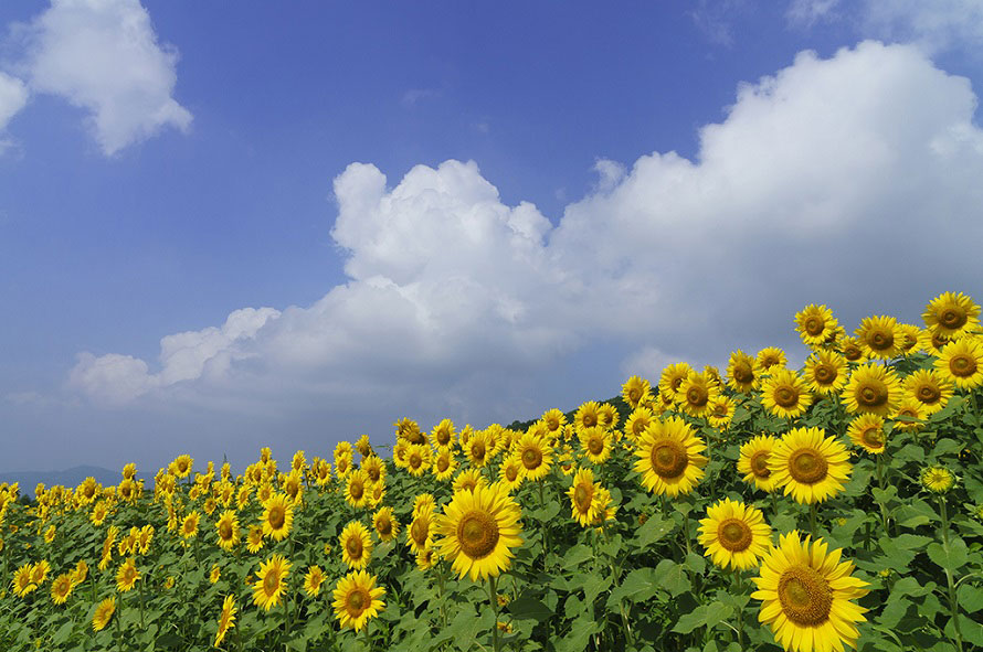 東北最大級 250万本が咲き誇るひまわり畑へドライブ 福島県喜多方市 トヨタ自動車のクルマ情報サイト Gazoo