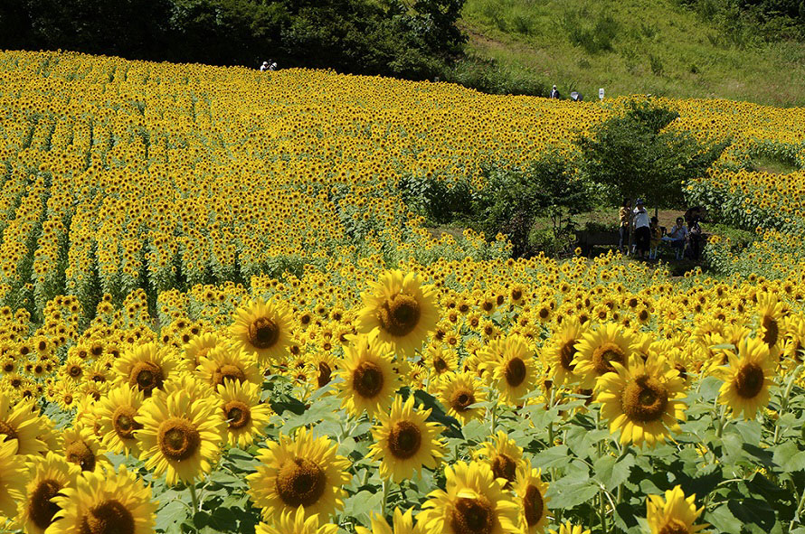 東北最大級 250万本が咲き誇るひまわり畑へドライブ 福島県喜多方市 トヨタ自動車のクルマ情報サイト Gazoo