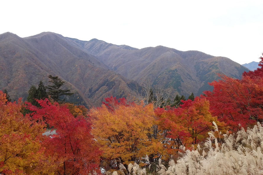 赤や黄色に色づいた木々とススキのコントラストが鮮やか。写真は標高1100mの三峰山周辺。