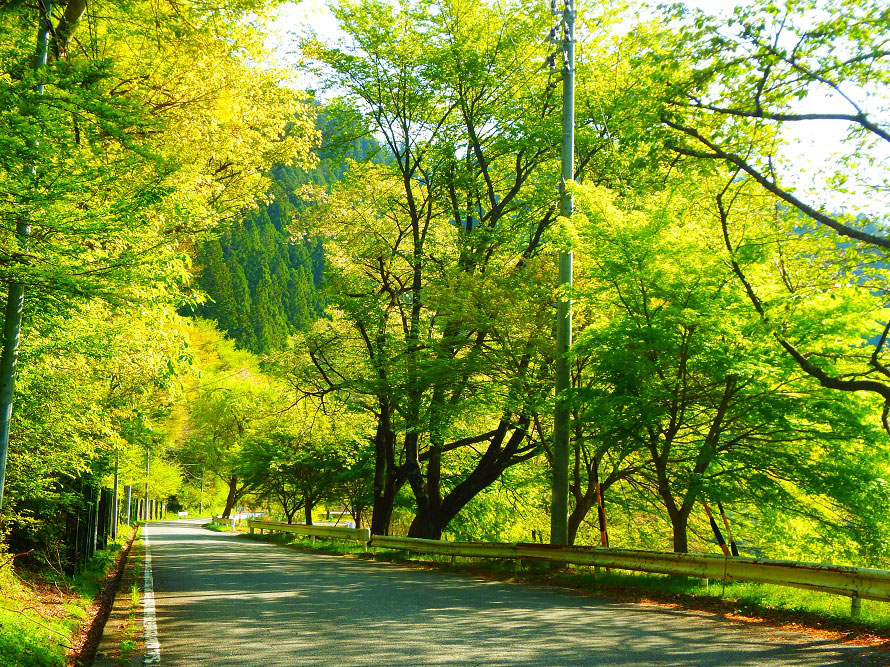 紅葉のみどり湖やロマンチックな星空カフェへドライブ 愛知県豊根村 トヨタ自動車のクルマ情報サイト Gazoo