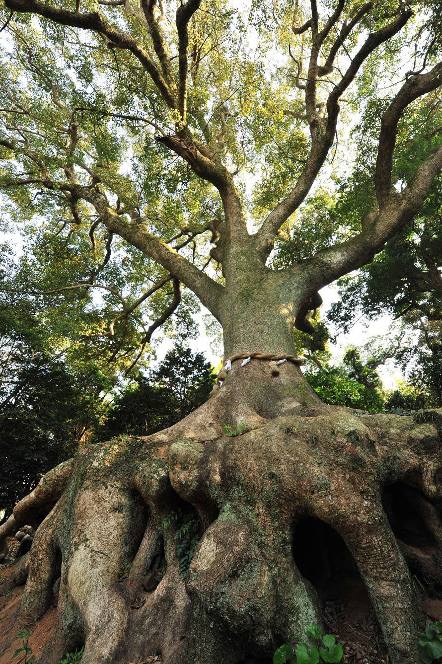 境内にどっしりと根を張る楠の大木。生命力を感じるむき出しになった木の根に、パワーをもらえそう！