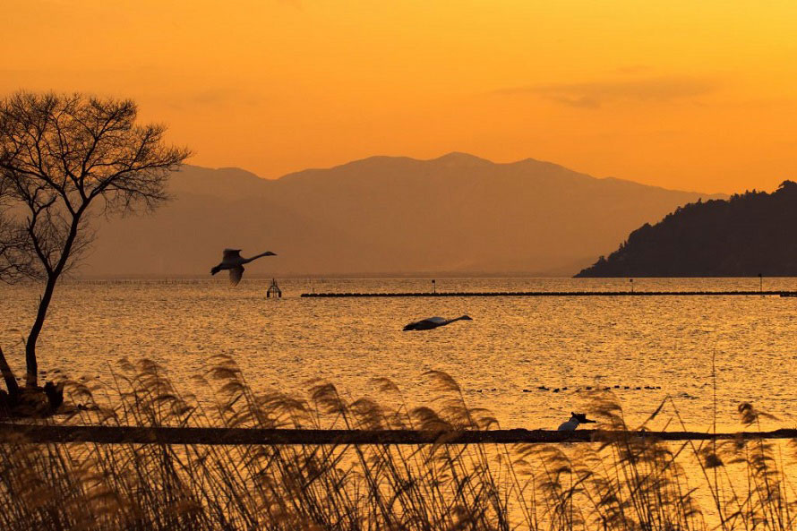 冬にかけて、オオヒシクイやコハクチョウ、オオワシなどの渡り鳥が飛来。琵琶湖の美しい夕日と野鳥の写真を撮りに訪れる人も多い。