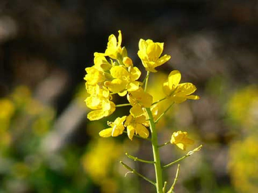 見頃は3月上旬～中旬だが、菜の花自体は5月上旬頃まで咲いている。