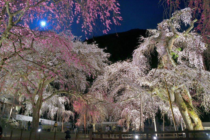 毎年多くの人でにぎわう清雲寺のライトアップは、3月下旬の金・土曜と4月上旬金・土曜の4日間開催予定。