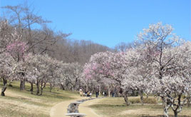春を告げる花々！満開の梅園や見事なしだれ桜を愛でるドライブへ出発　埼玉県秩父市