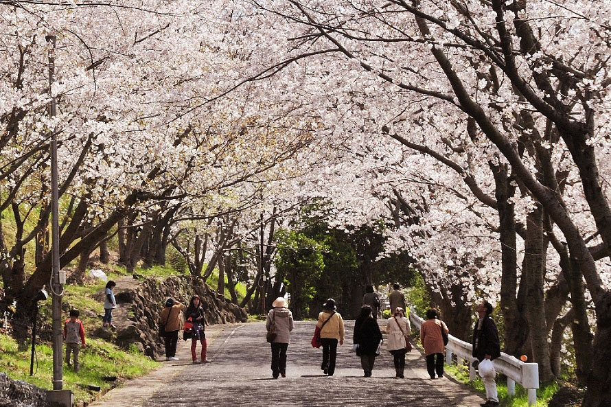 西海市の大瀬戸港からカーフェリー（市営の船もあるが車は乗れない）で松島へ。松島桜坂は知る人ぞ知る桜の名所。