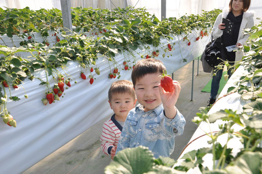 牧場内のいちご園は雨の日も安心のビニールハウスなので、小さな子ども楽しくイチゴ狩りができる。