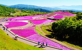 標高1358mに広がる天空の花回廊！色鮮やかな芝桜の花畑や渓流釣りへドライブ　愛知県豊根村