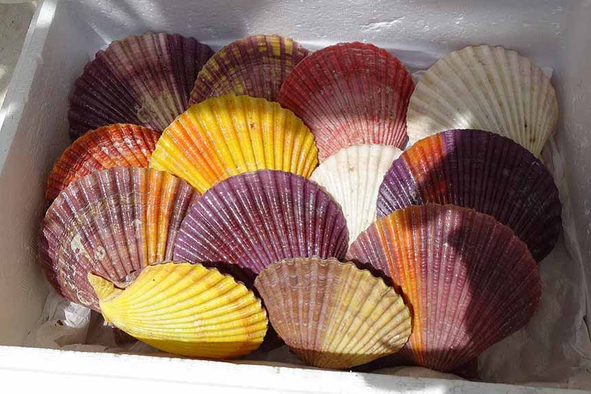 愛南町はヒオウギ貝の日本有数の産地。オレンジや黄色、紫色をした貝殻もきれい！