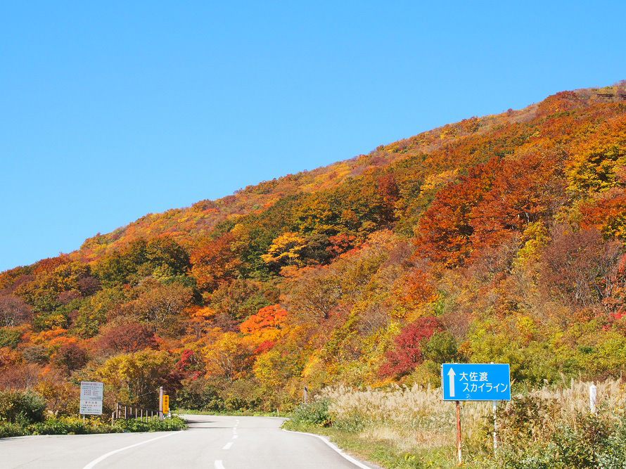 紅葉の見頃は山頂付近で例年10月中旬から、山麓から中腹にかけては例年10月下旬から11月上旬。