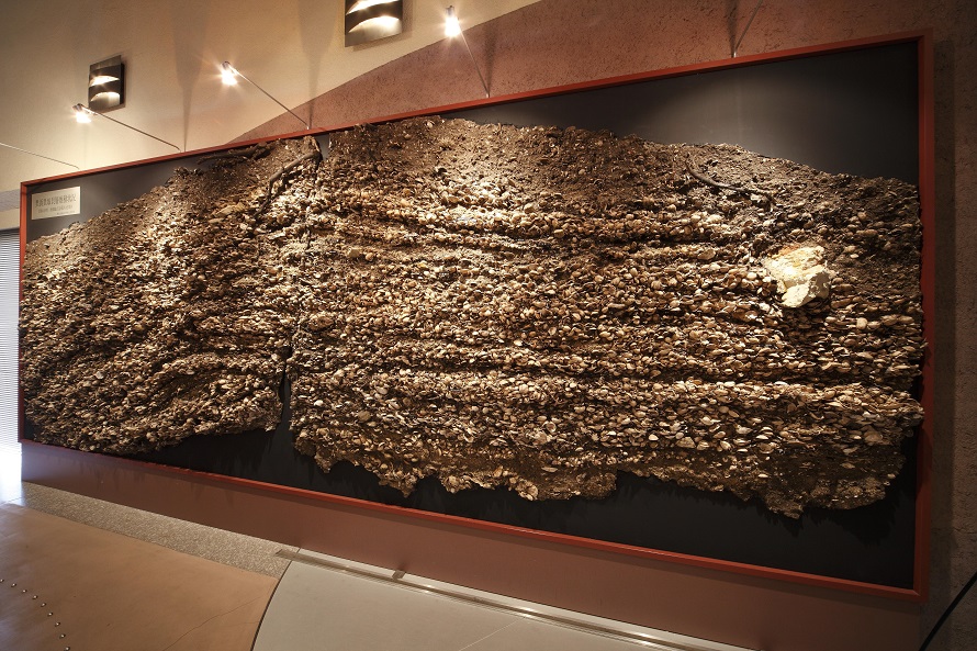 資料館内にある貝層断面は、約2500年前の貝塚を剥ぎ取ったもの。アサリなどの貝殻や動物の骨、土器などがぎっしり。