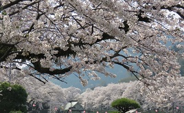 都内から気軽に日帰りドライブ！カフェや温浴施設へ、桜を愛でに出かけよう　神奈川県山北町