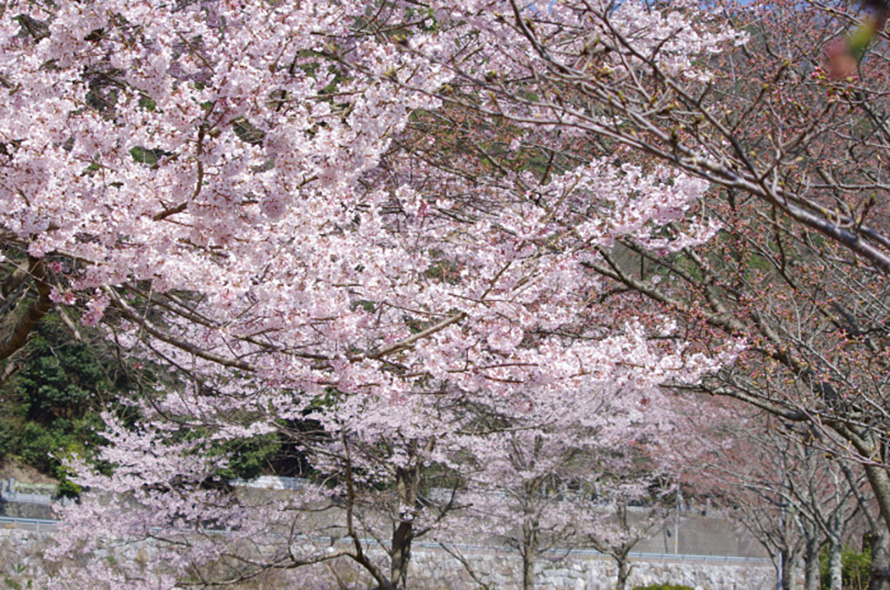 公園の脇を流れる香東川沿いに桜が植えられている。